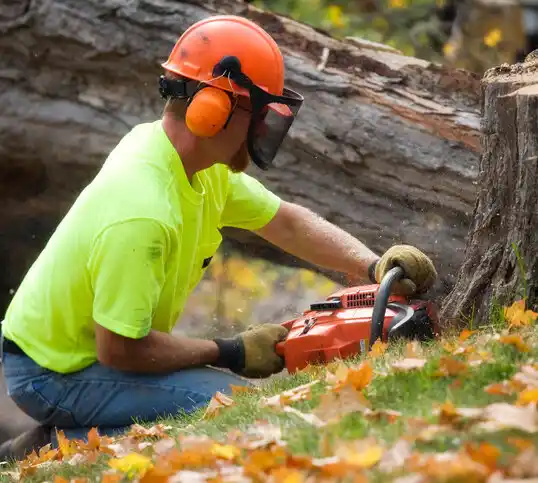 tree services Holt